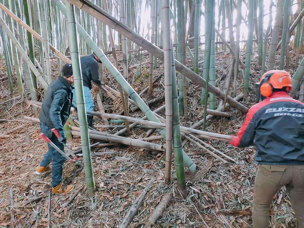 How To Cut Back Bamboo Trees at Patrick Clifton blog