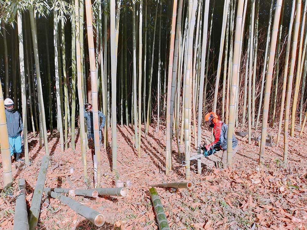 竹の間伐作業