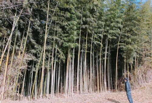 整備された竹林