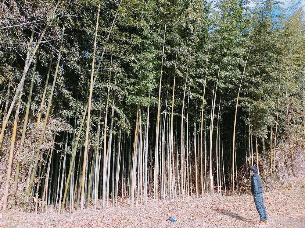Thinned bamboo forest