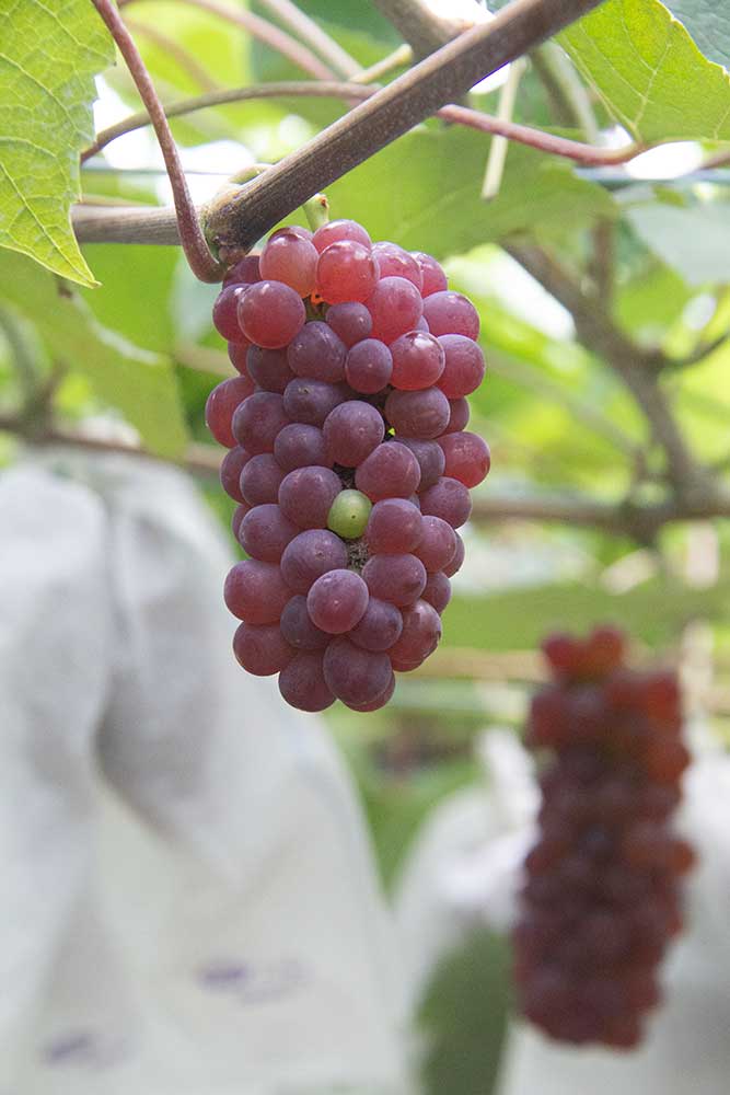 Grapes / ぶどう