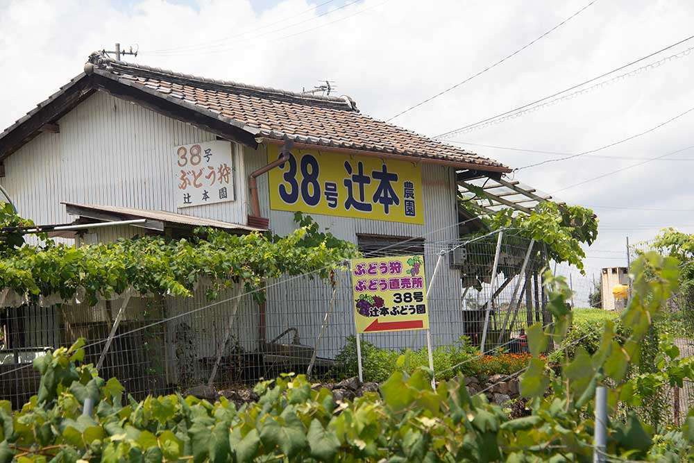 Tsujimoto Grape Garden 38 / 辻本園38号
