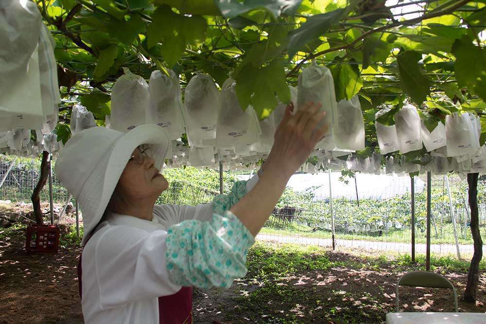 Picking grapes