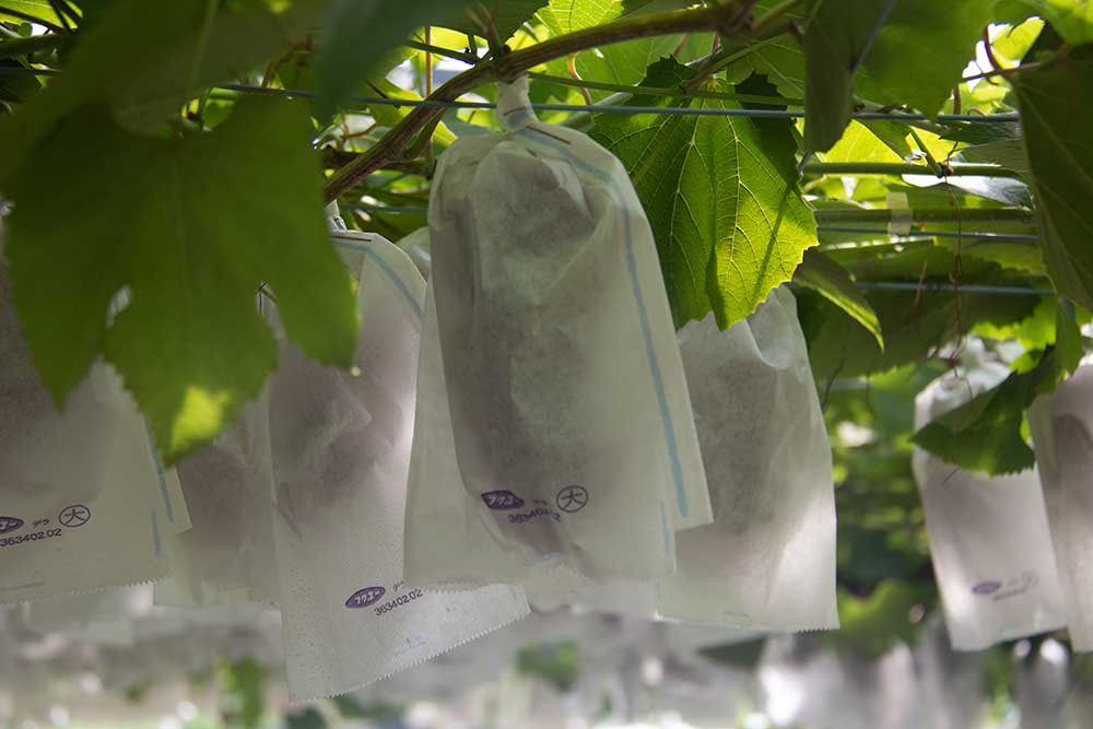 Grapes in paper bags