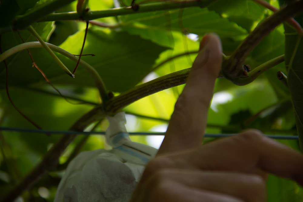 Grape picking process