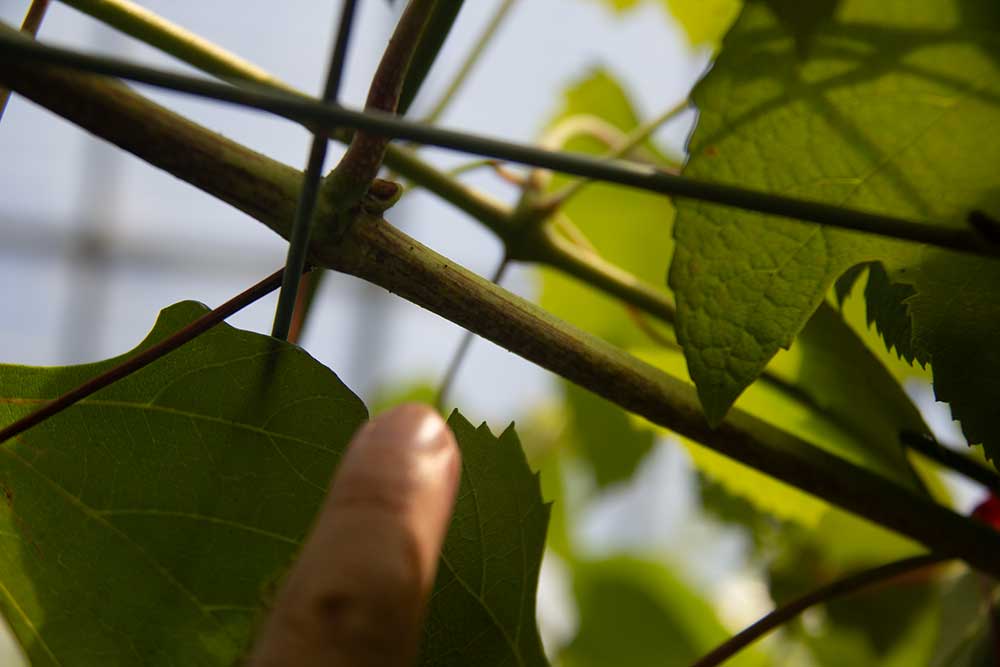 Grape picking process