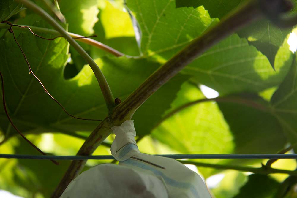 Grape picking process