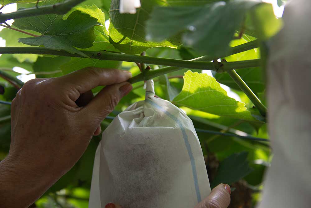 Grape picking process