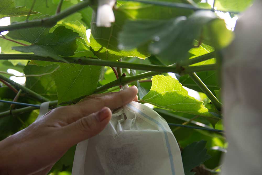 Grape picking process