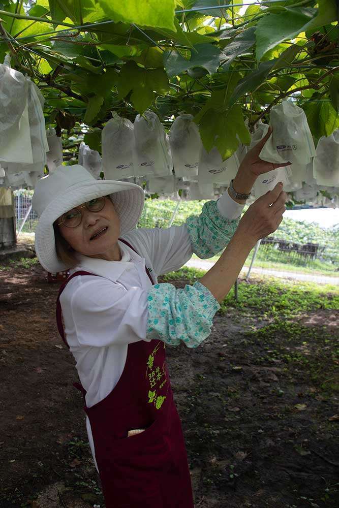 Grape picking process