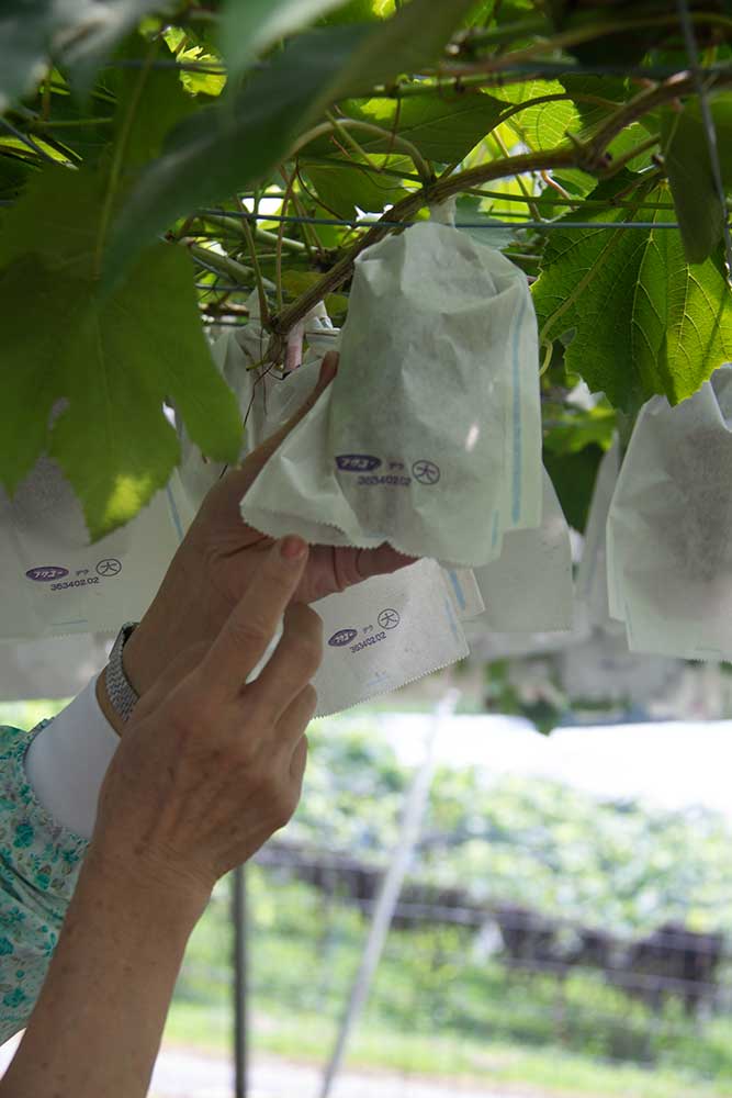 Grape picking process