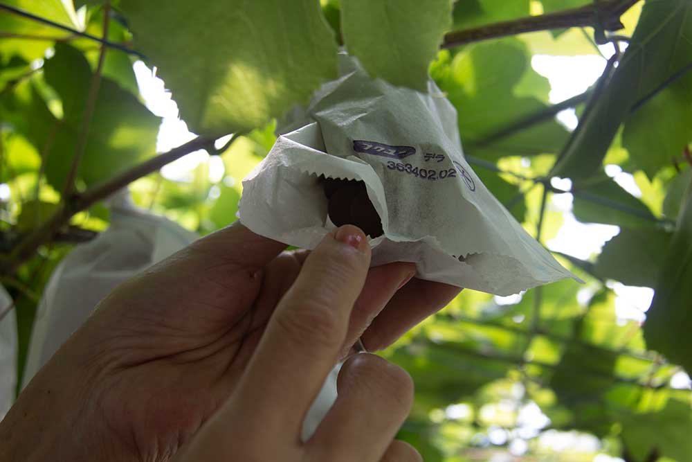 Grape picking process