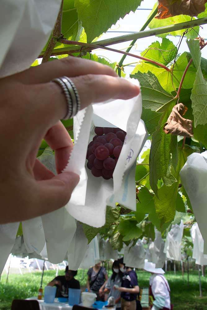 Grape picking process