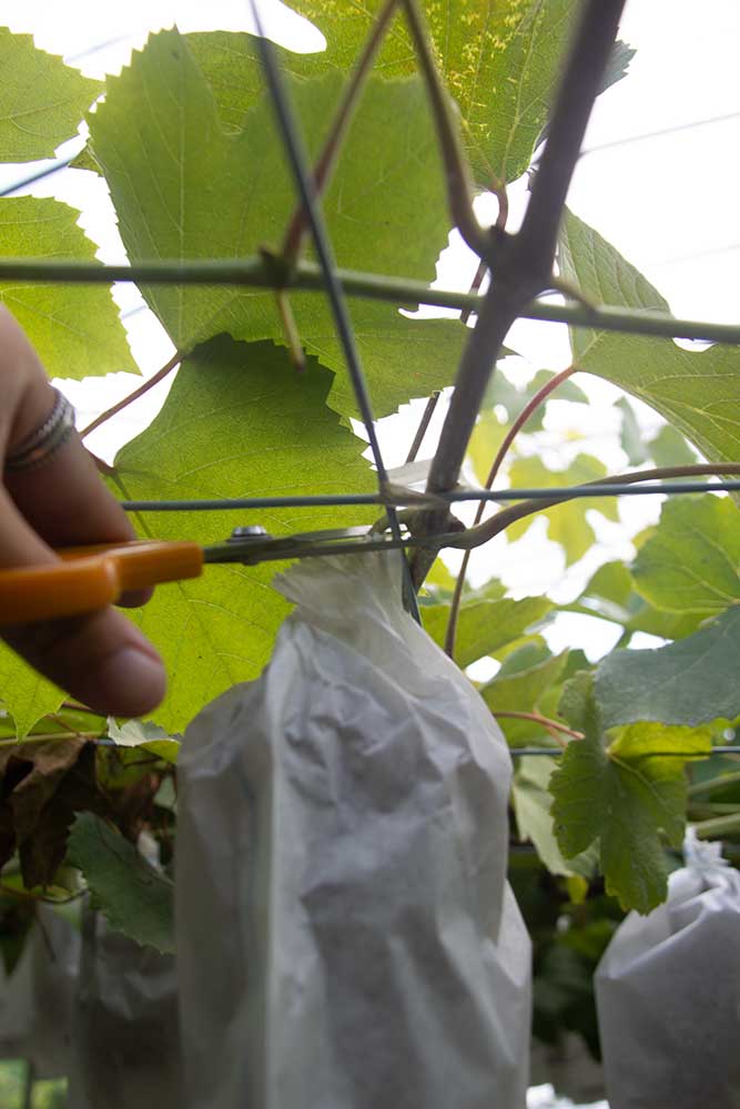 Grape picking process