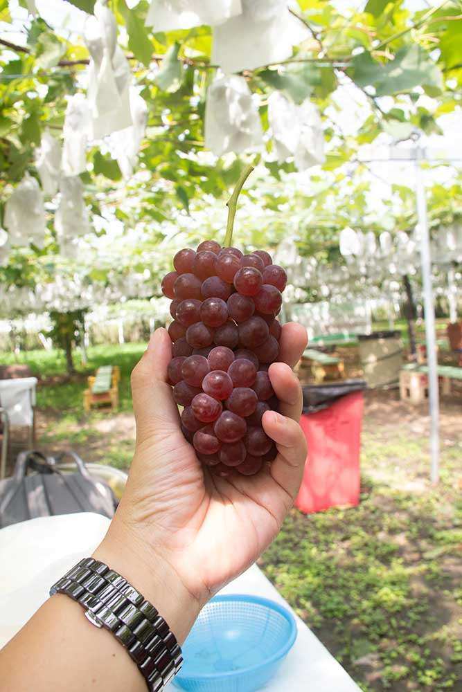 First grapes picked