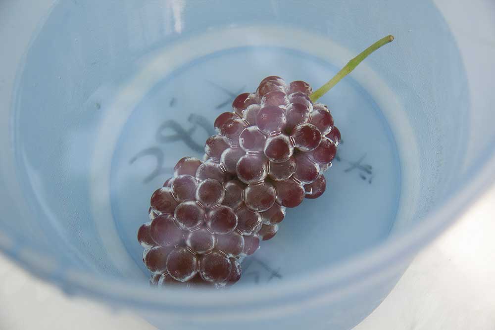 Washing grapes