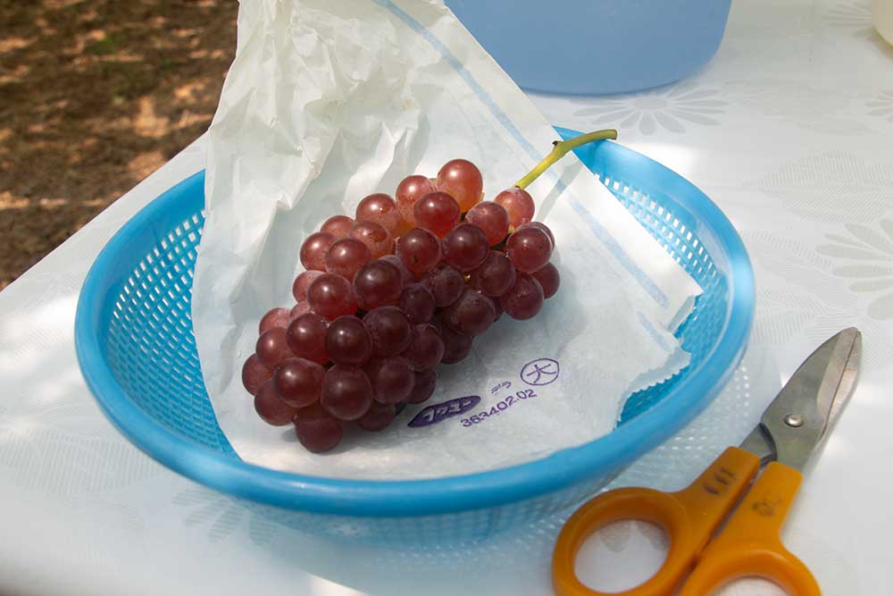 Freshly picked grapes