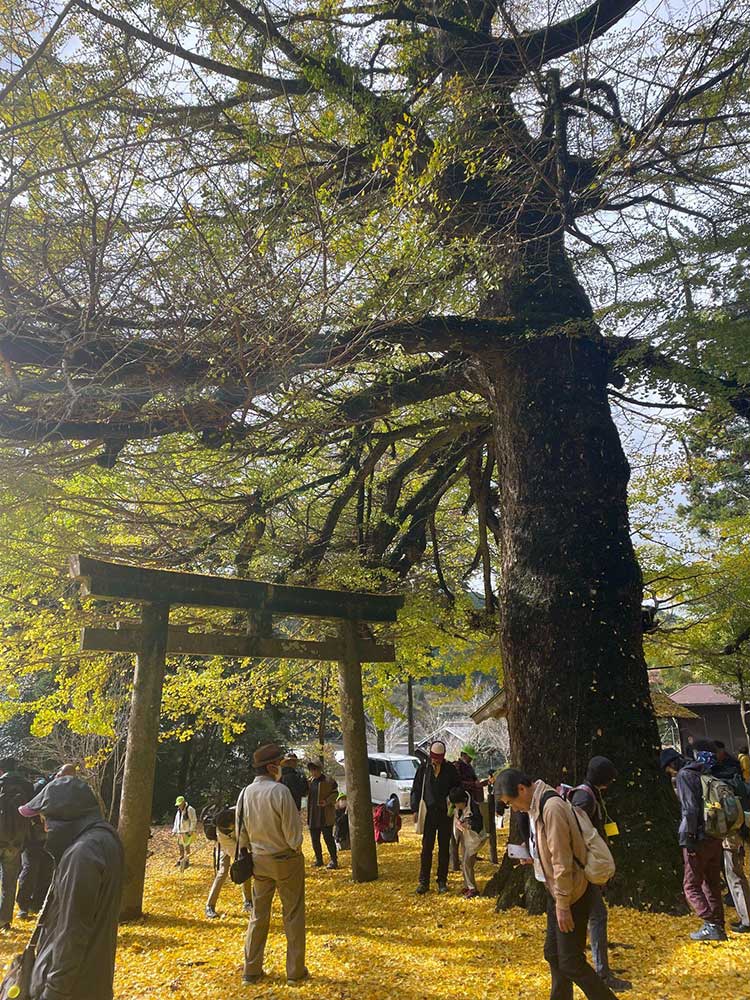 Ginkgo tree at Kasuga Shrine