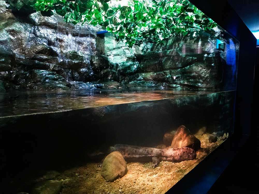 Giant salamander aquarium