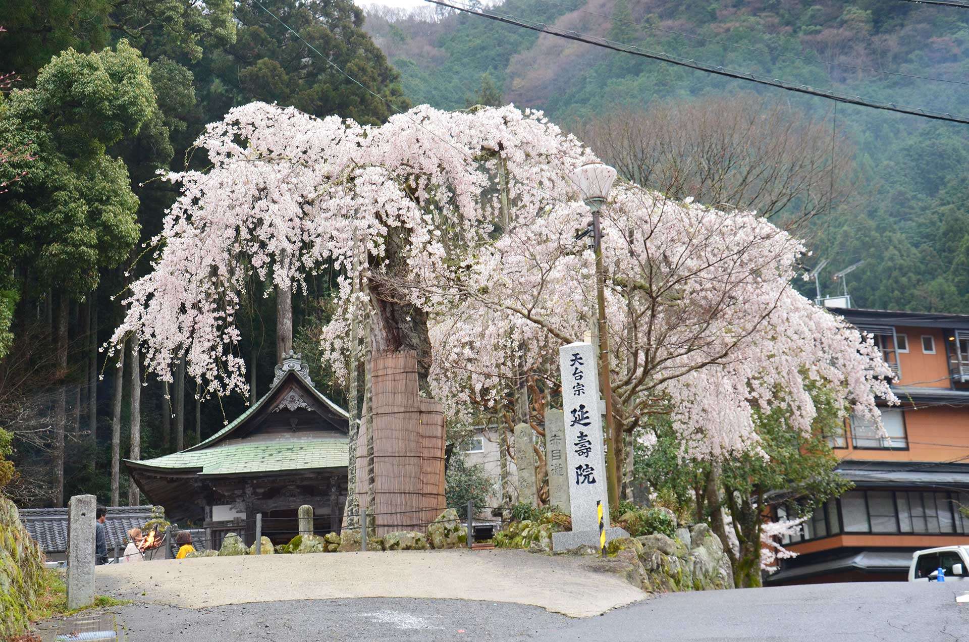 Weeping Cherry Tree at Enjuin Temple