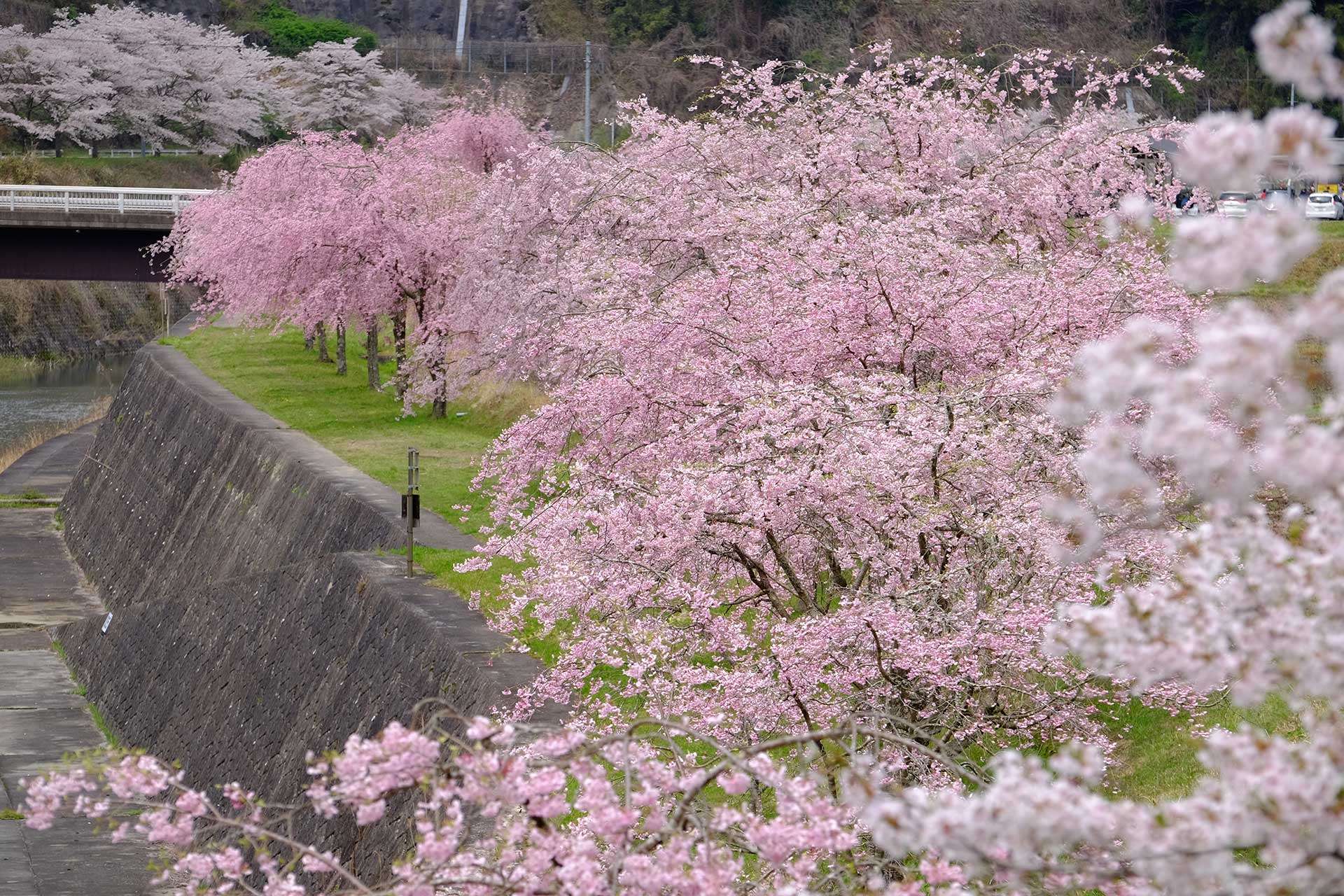 Cherry blossoms at Hinachi Lake