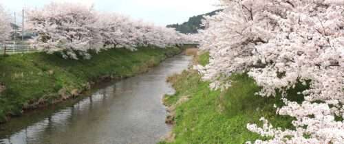 Cherry Trees along the Uda River