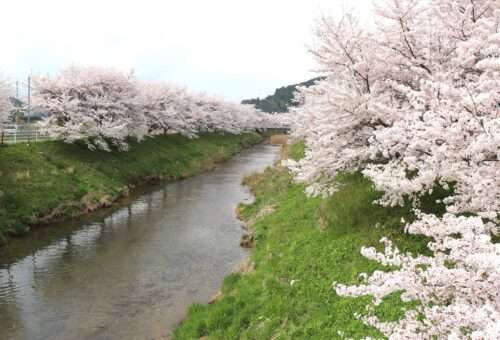 Cherry Trees along the Uda River