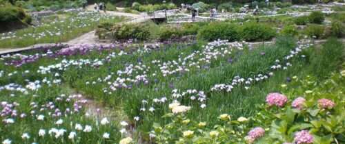 Takidani Iris Garden / 滝谷花しょうぶ園