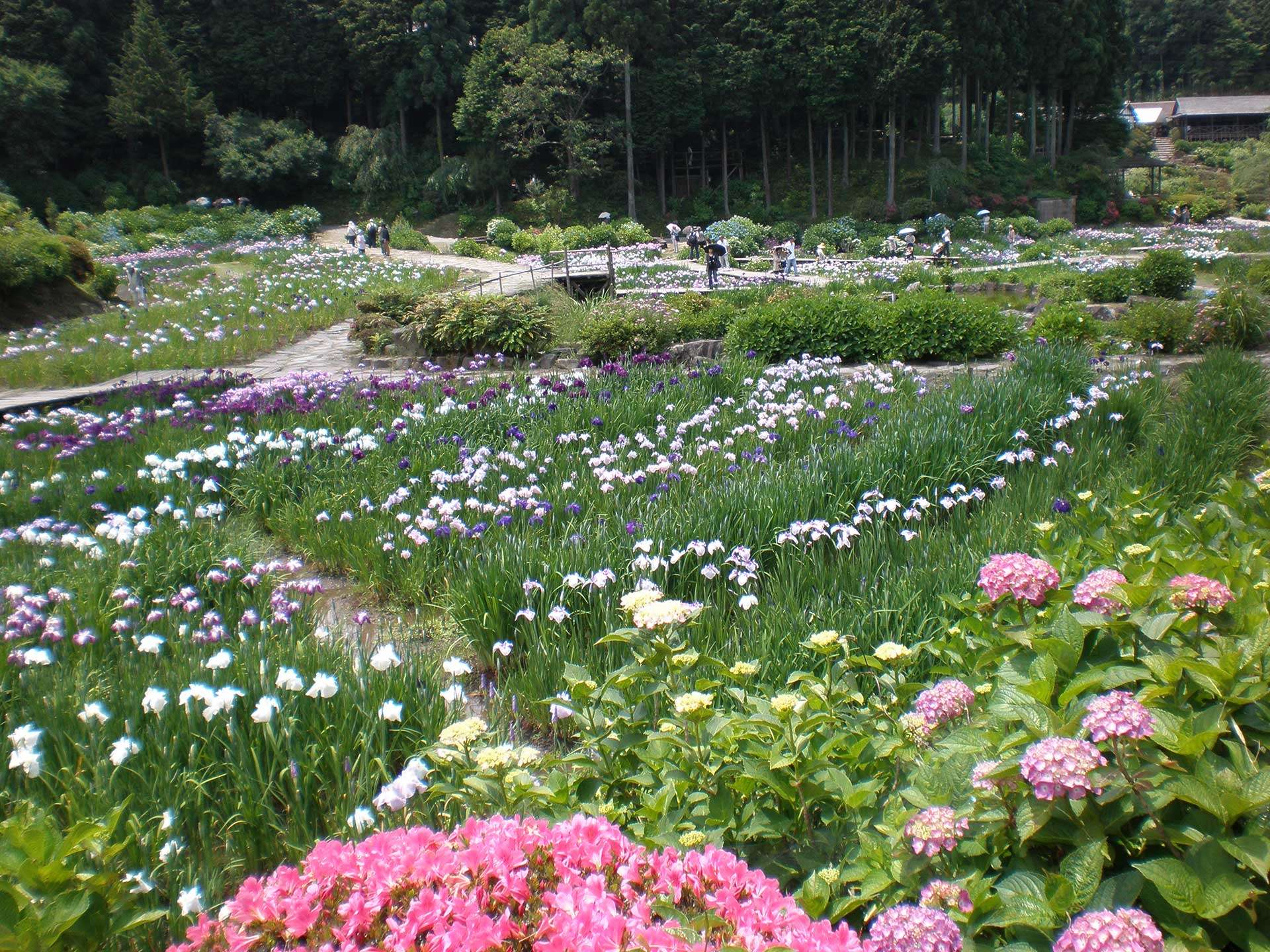 Takidani Iris Garden / 滝谷花しょうぶ園