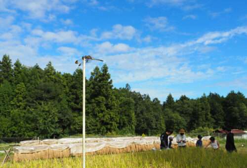 Rice field / 田んぼ