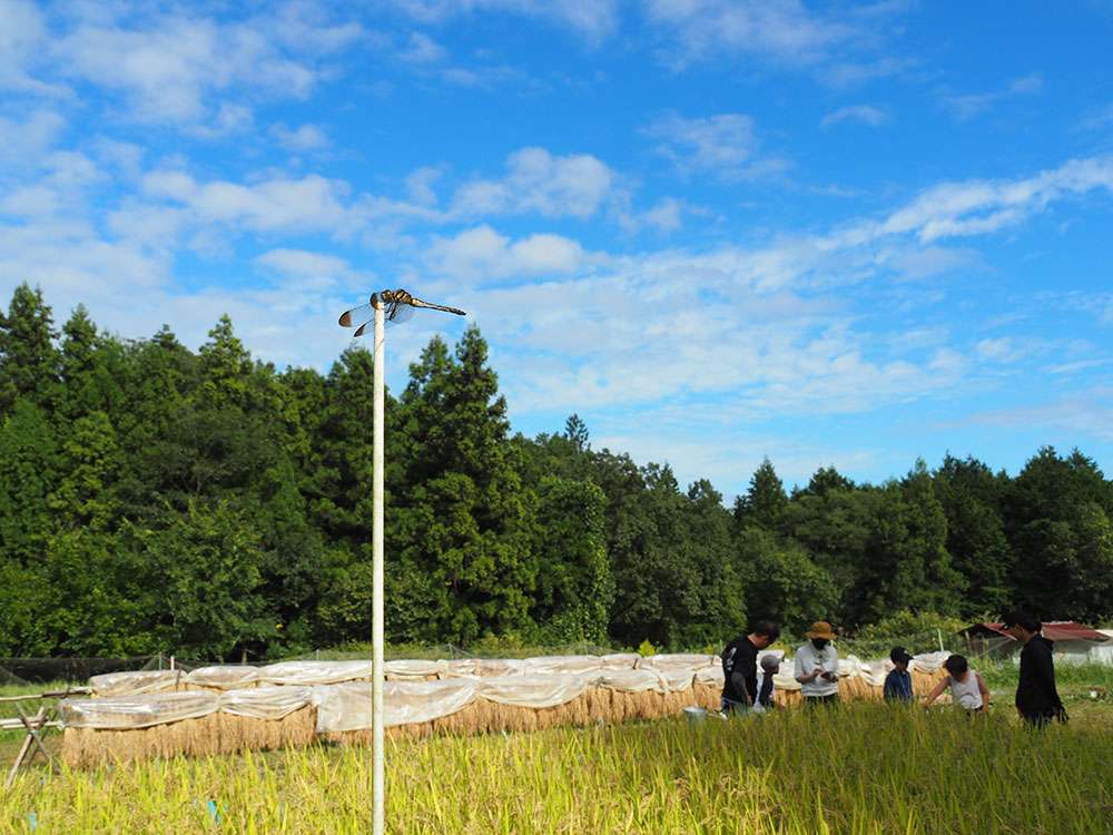 Rice field / 田んぼ