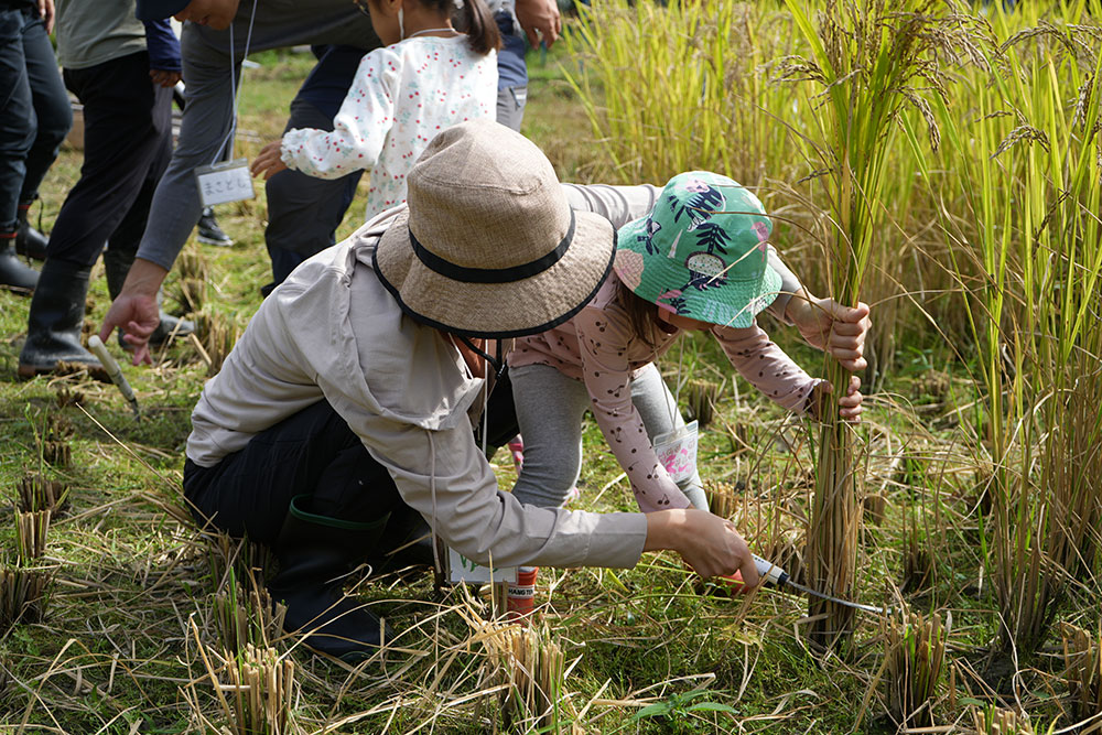 Harvesting rice / 稲刈り