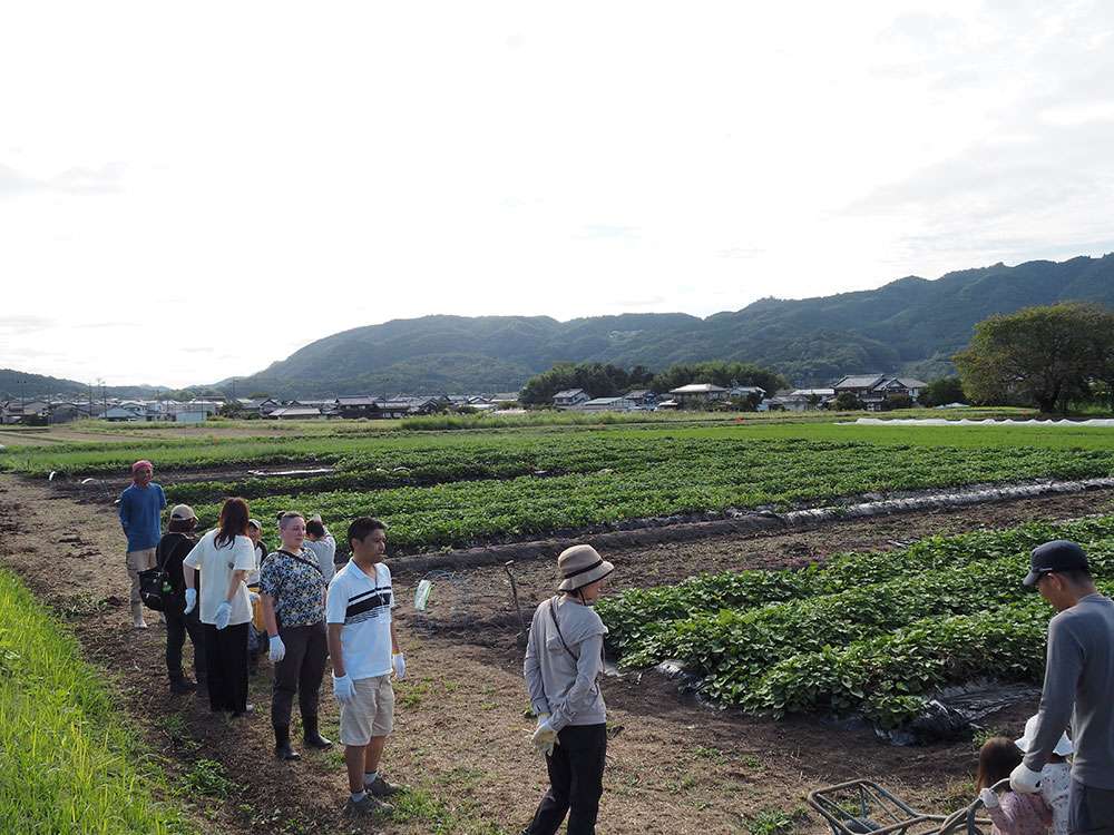 Potato field / 芋畑