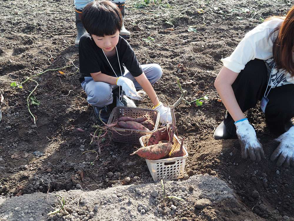 Harvesting sweet potatoes / さつまいも収穫