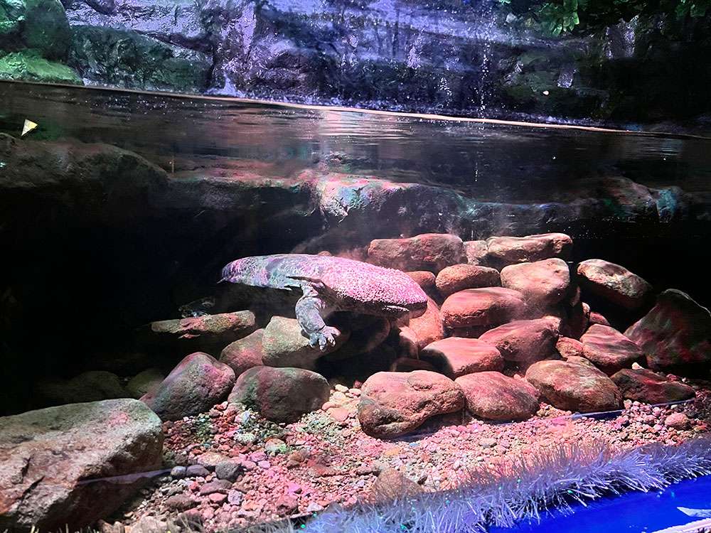 akame-aquarium-salamander