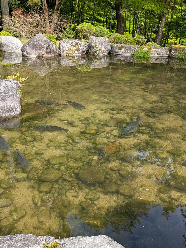 Koi at Tenkoen