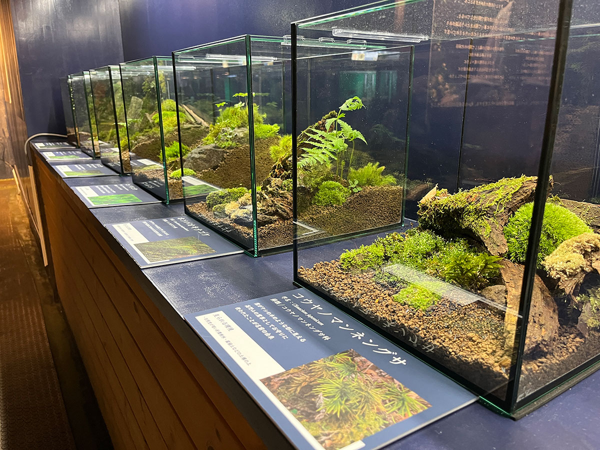 akame-aquarium-tanks