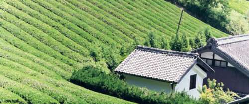 Tea experience in Yamazoe / 山添村茶摘み体験
