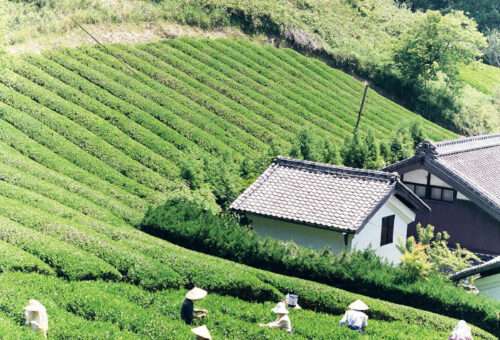 Tea experience in Yamazoe / 山添村茶摘み体験