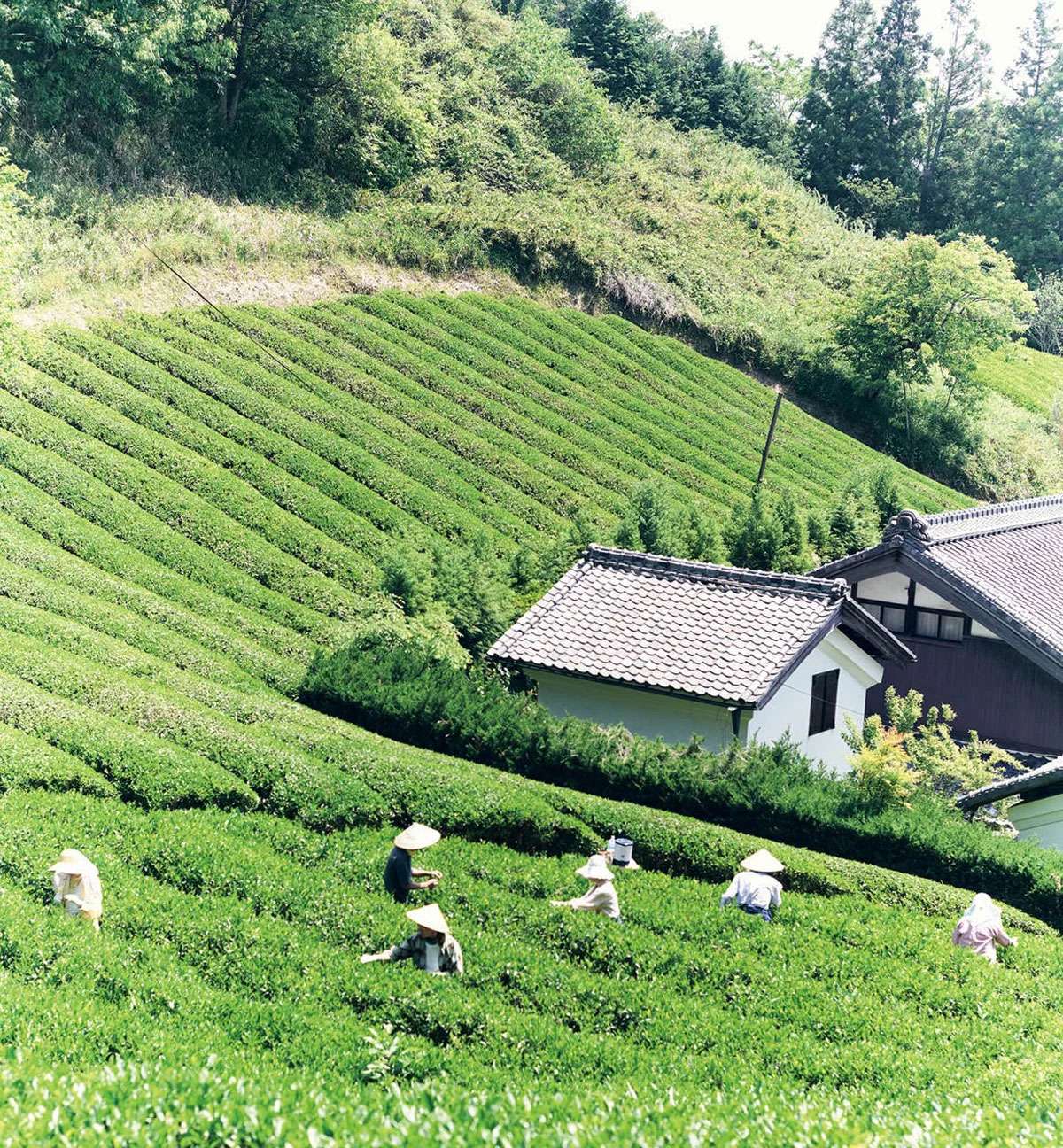 Tea experience in Yamazoe / 山添村茶摘み体験